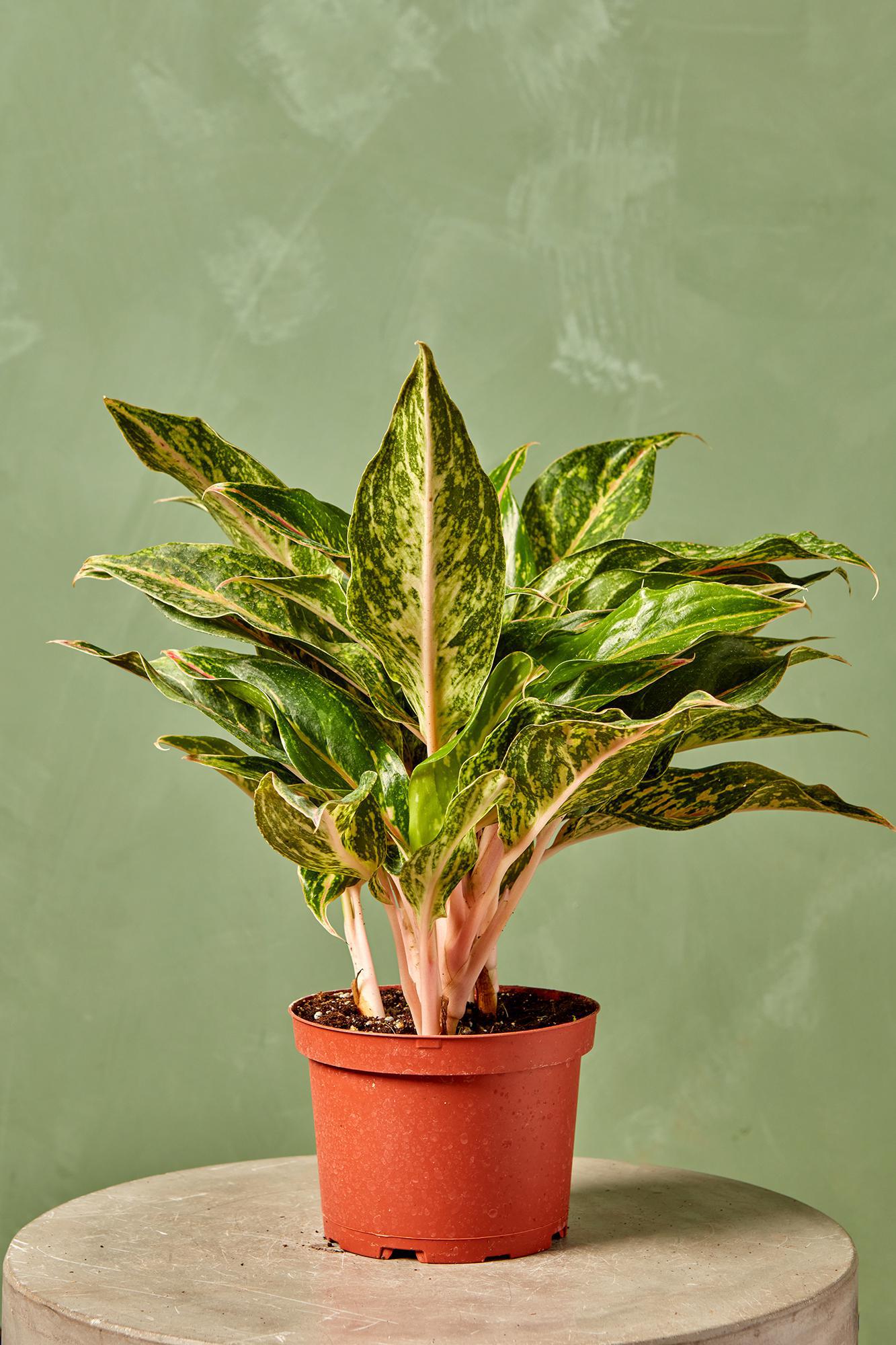 Aglaonema 'Sparkling Sarah'