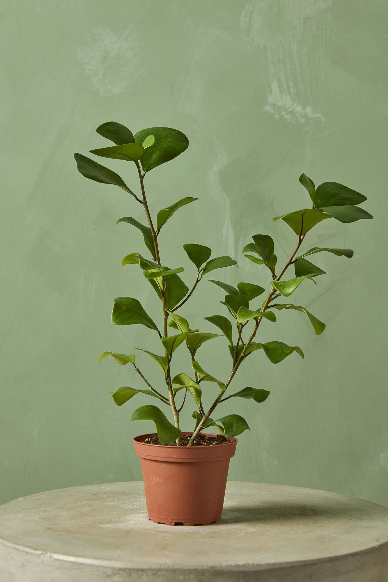 Ficus Triangularis
