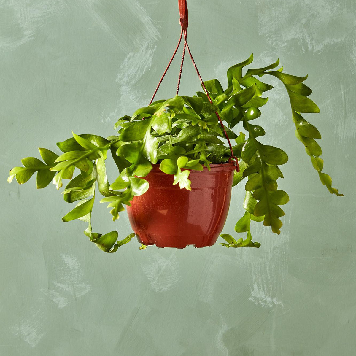 Fernleaf Cactus