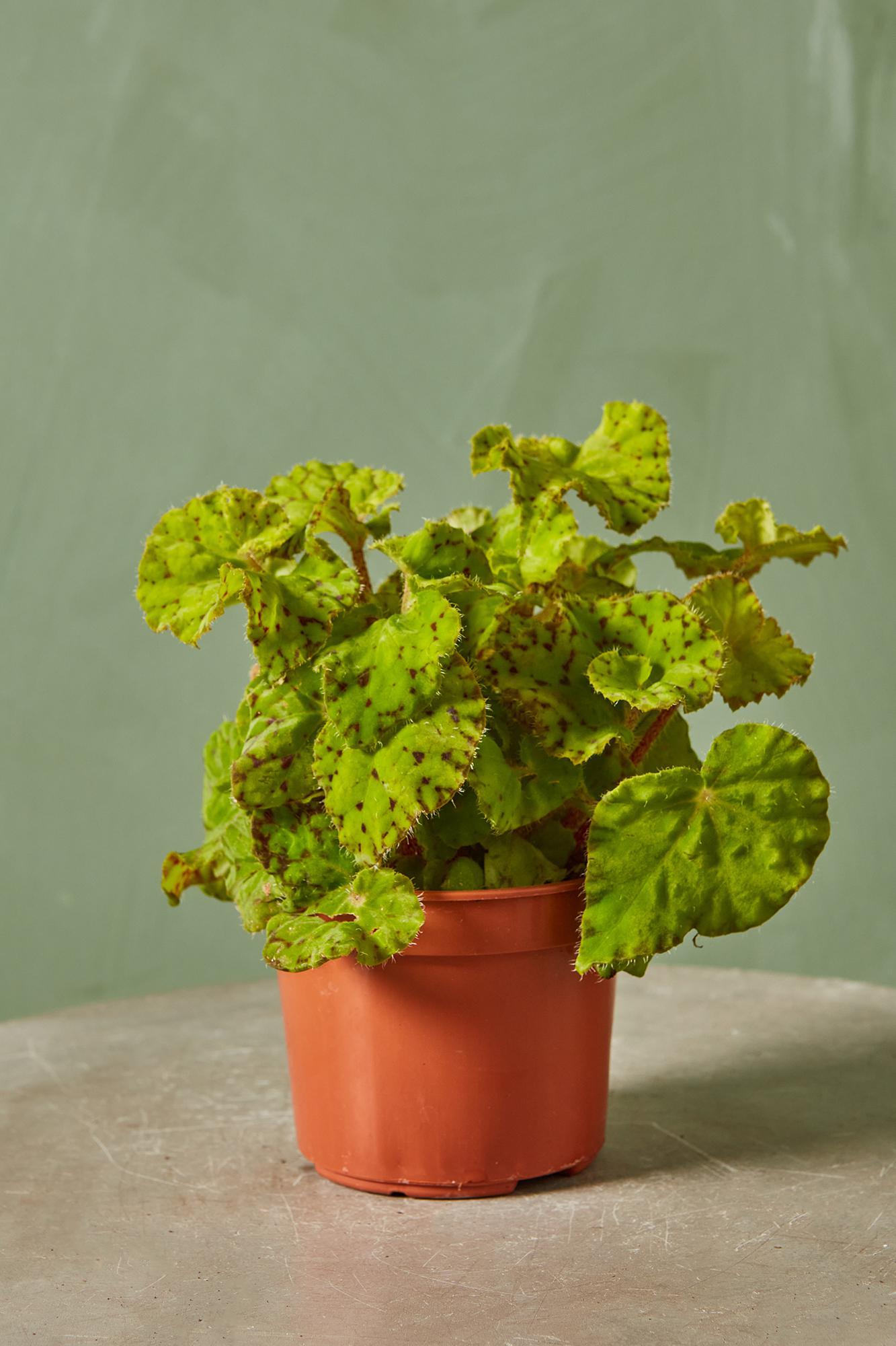 Rex Begonia 'Dr. Block'