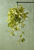 Marble Queen Pothos