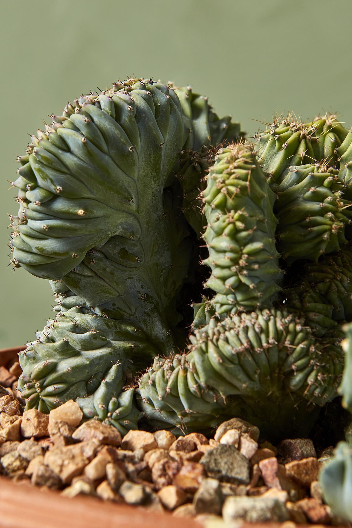 Crested Blue Myrtle Cactus