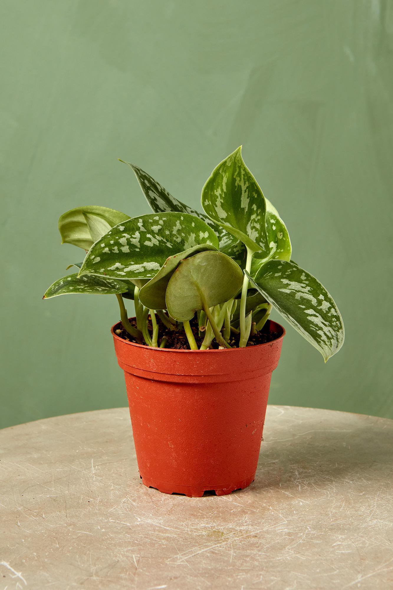 Scindapsus Exotica