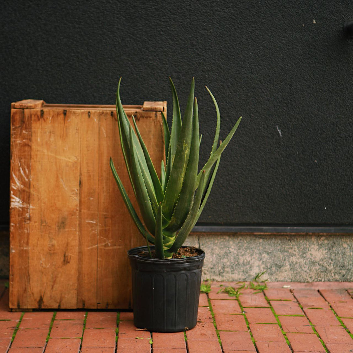Aloe 'Hercules'