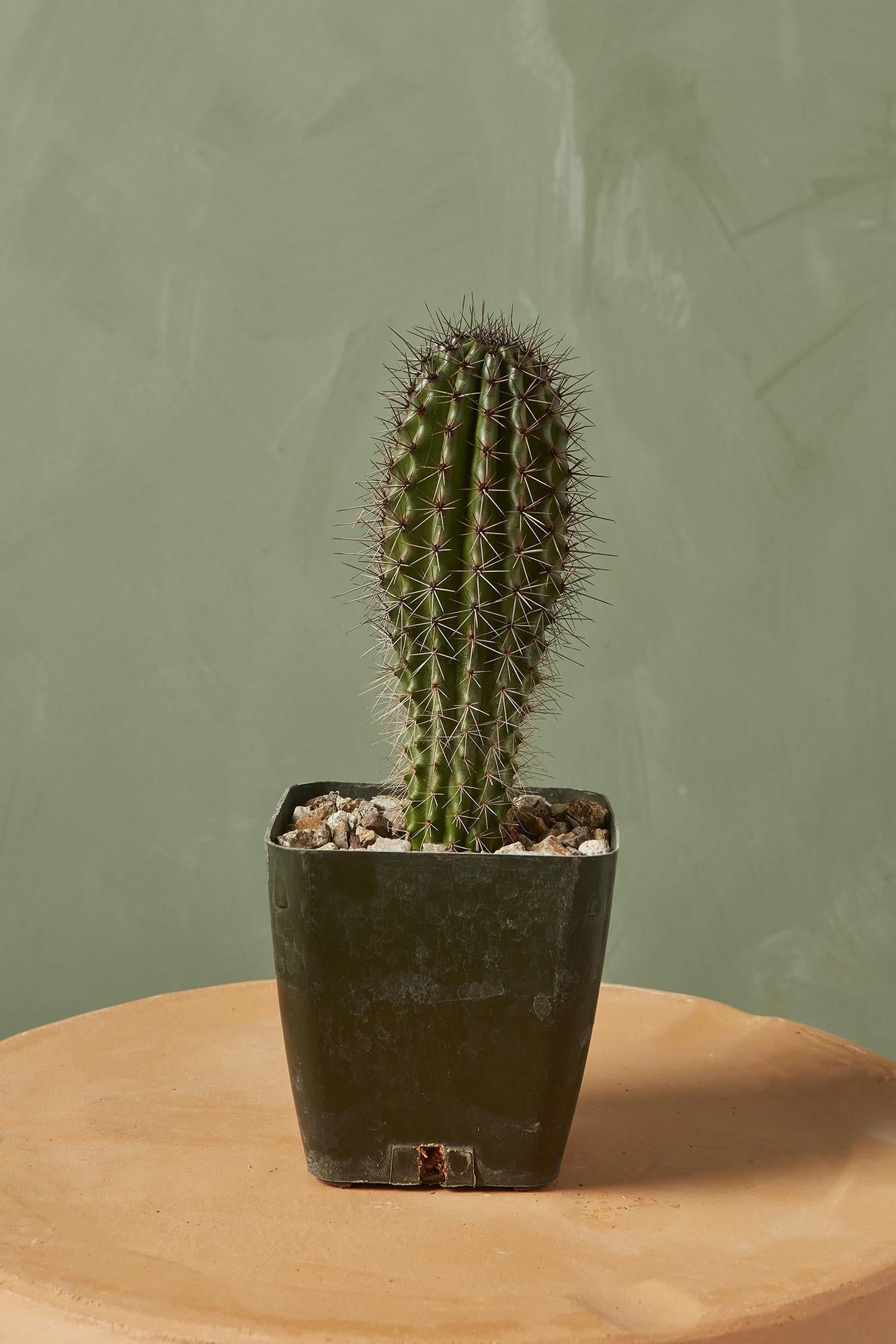 Organ Pipe Cactus