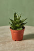 Snake Plant 'Pagoda' hybrid