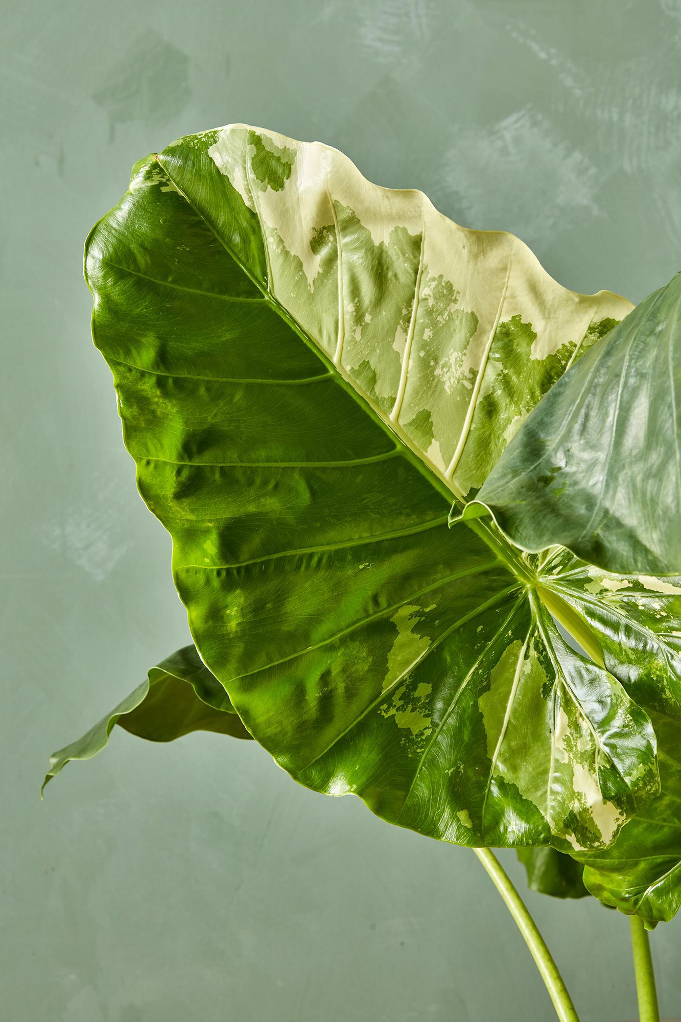 Alocasia macrorrhiza variegata
