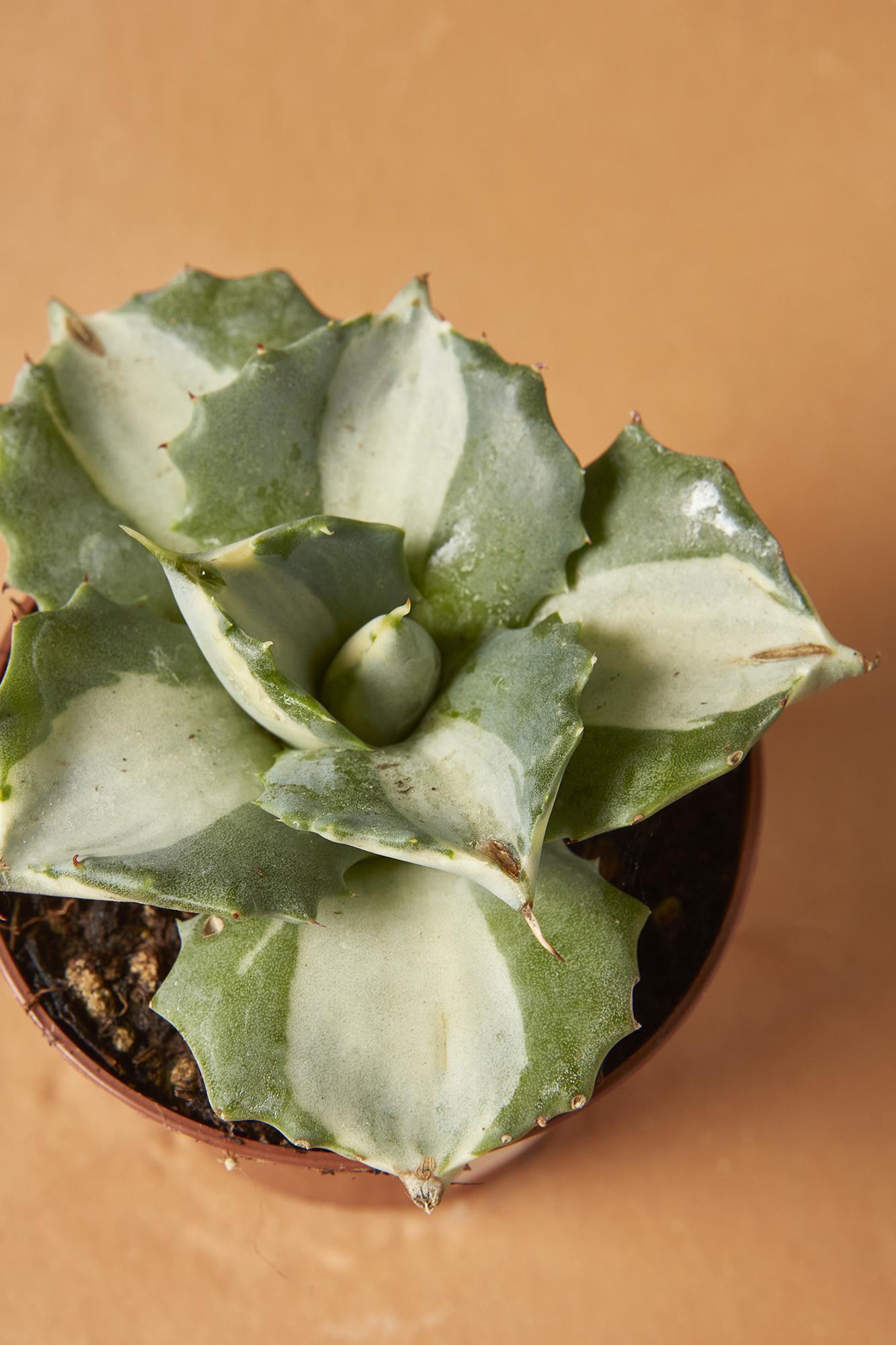 Variegated Dwarf Butterfly Agave