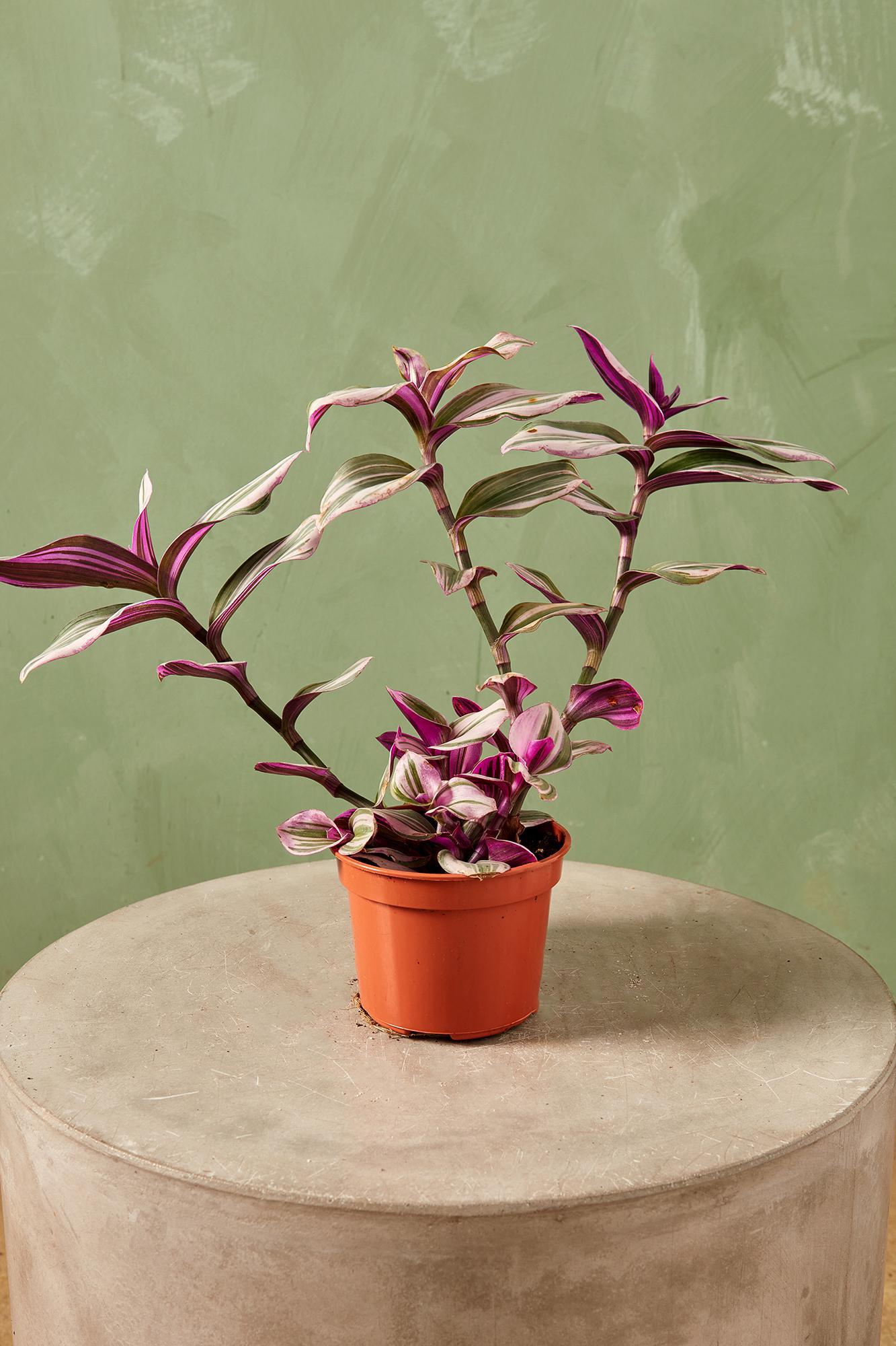 Tradescantia 'Nanouk'