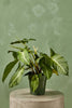 Caladium lindenii