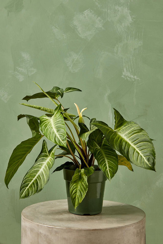 Caladium lindenii
