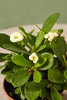 Crown-of-thorns