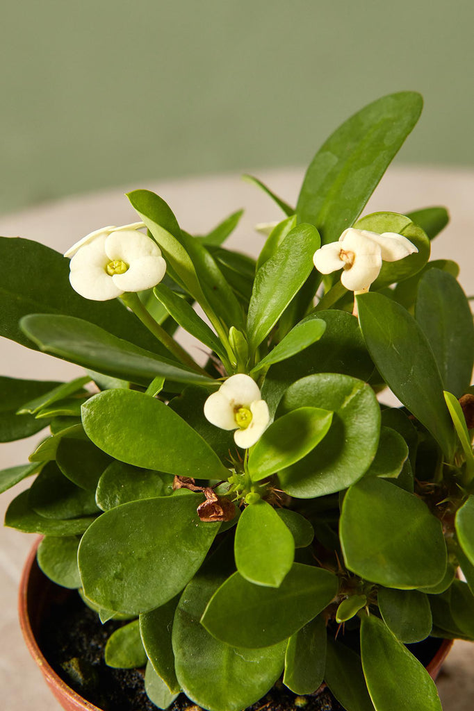 Crown-of-thorns