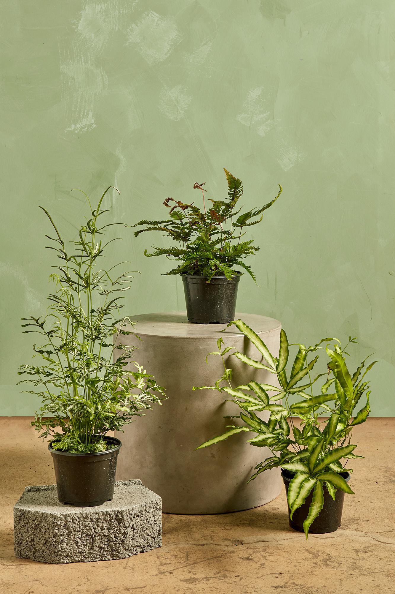 Assorted Fern