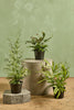 Assorted Fern