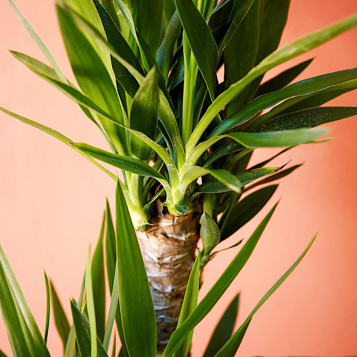 yucca cane height Yucca Cane