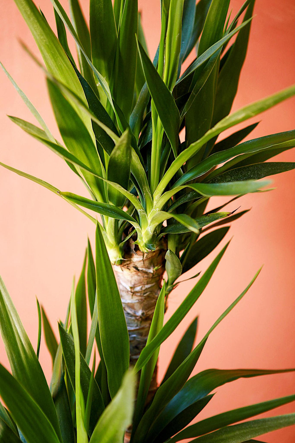 yucca cane 1ppp Yucca Cane
