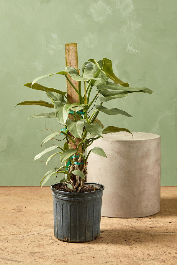 Philodendron 'Silver Sword'