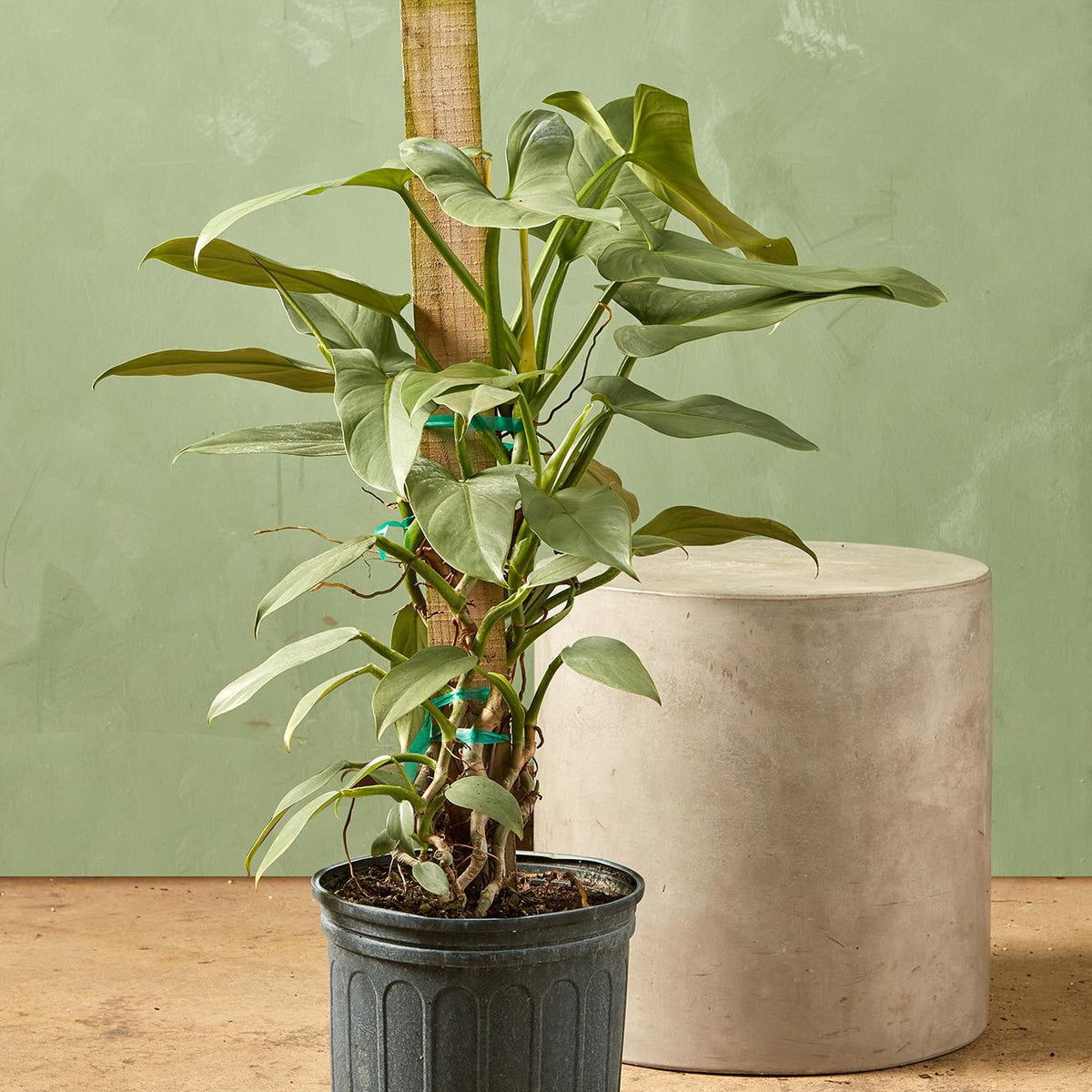 grey philodendron Philodendron 'Silver Sword'