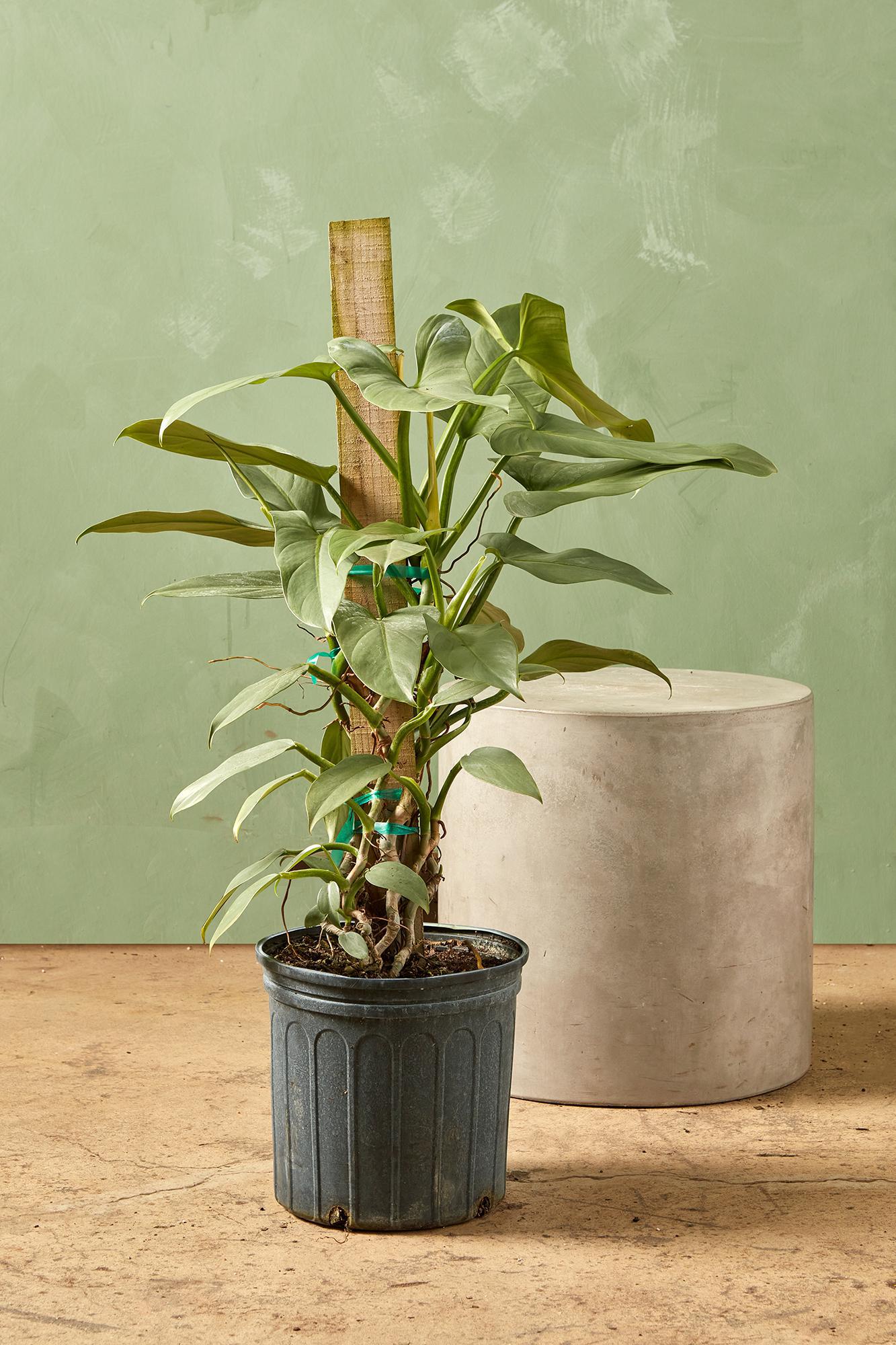 Philodendron 'Silver Sword'