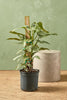 Philodendron 'Silver Sword'