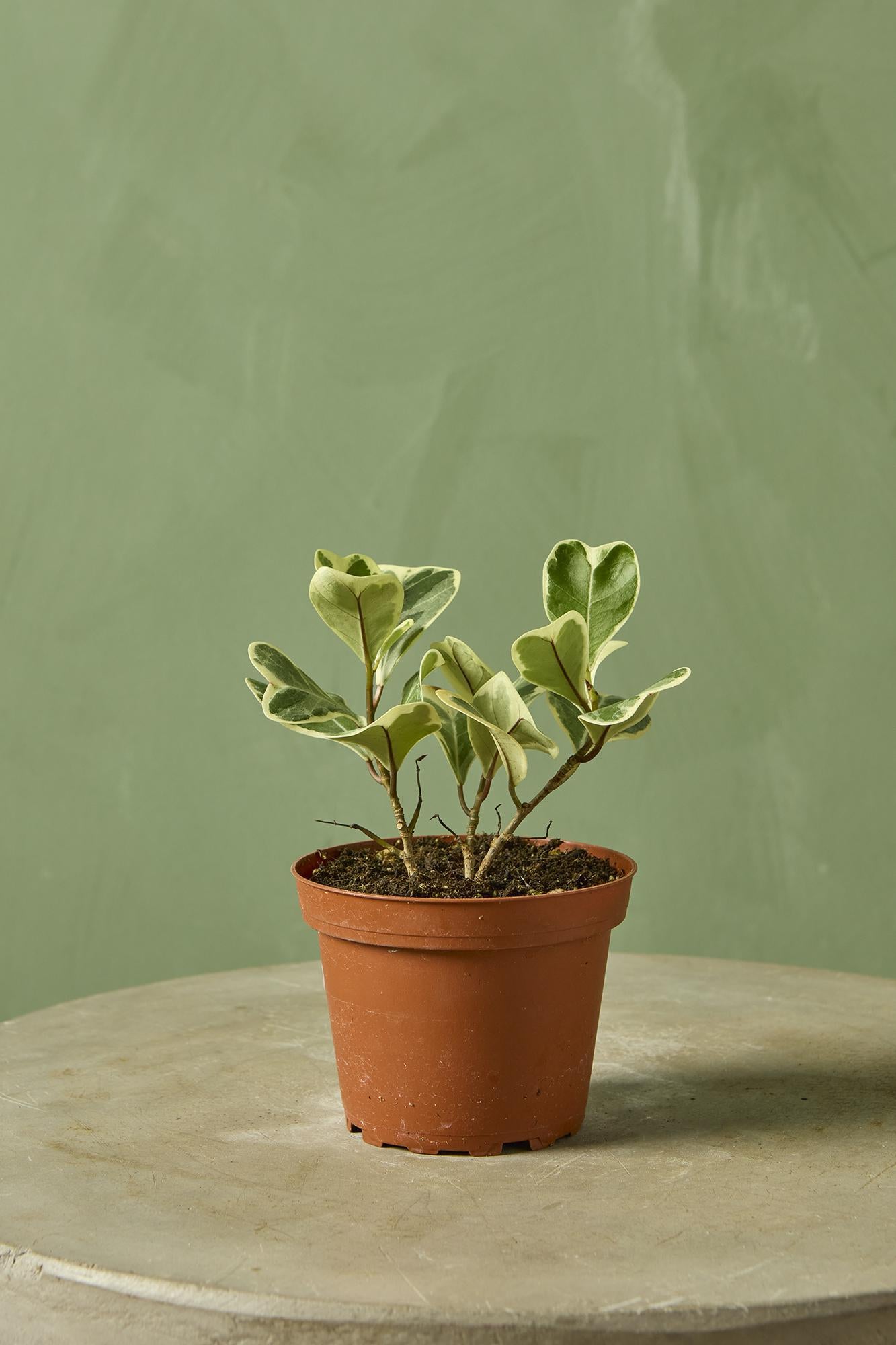 Ficus Triangularis