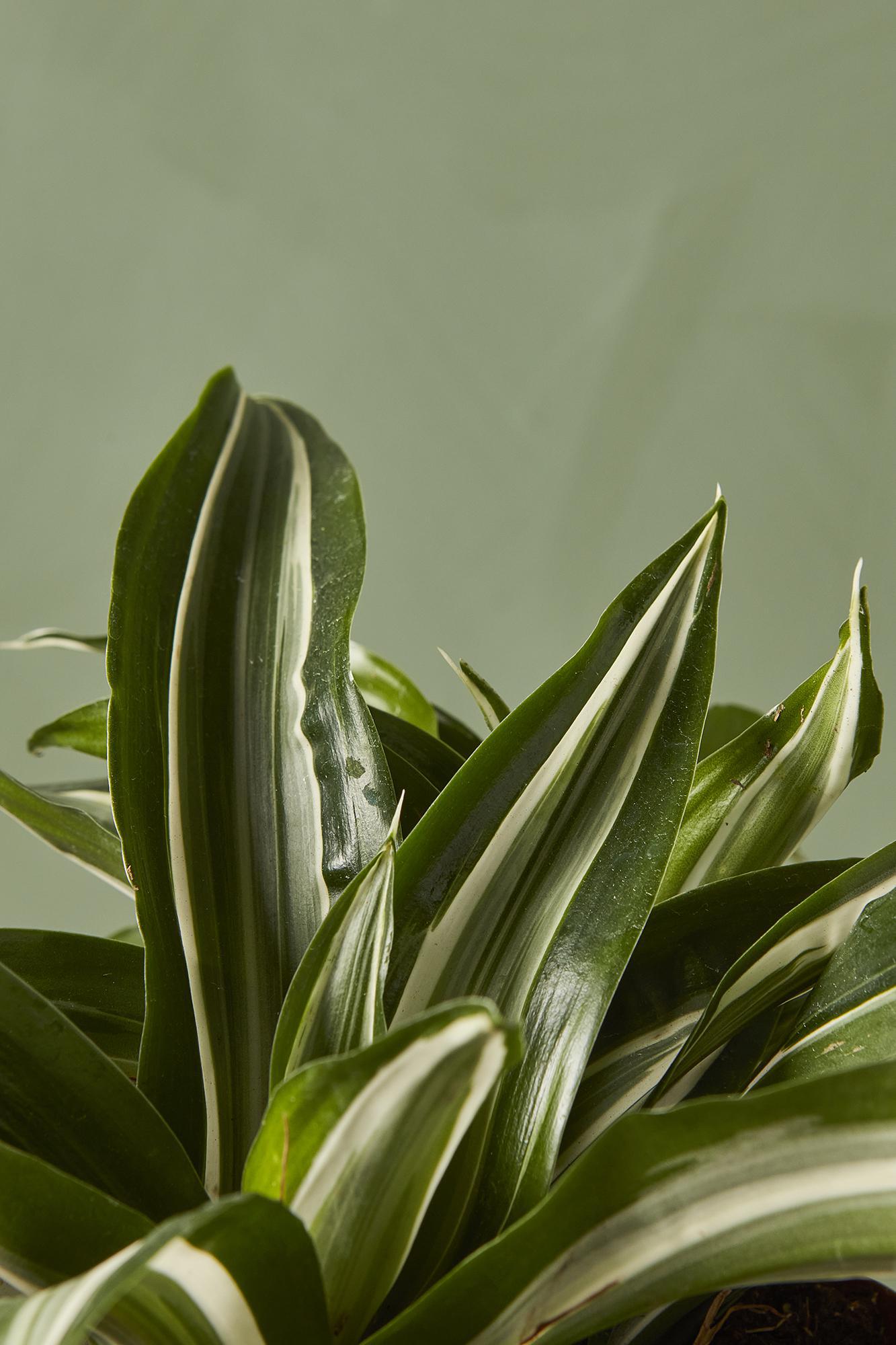 Dracaena 'Jade Jewel'