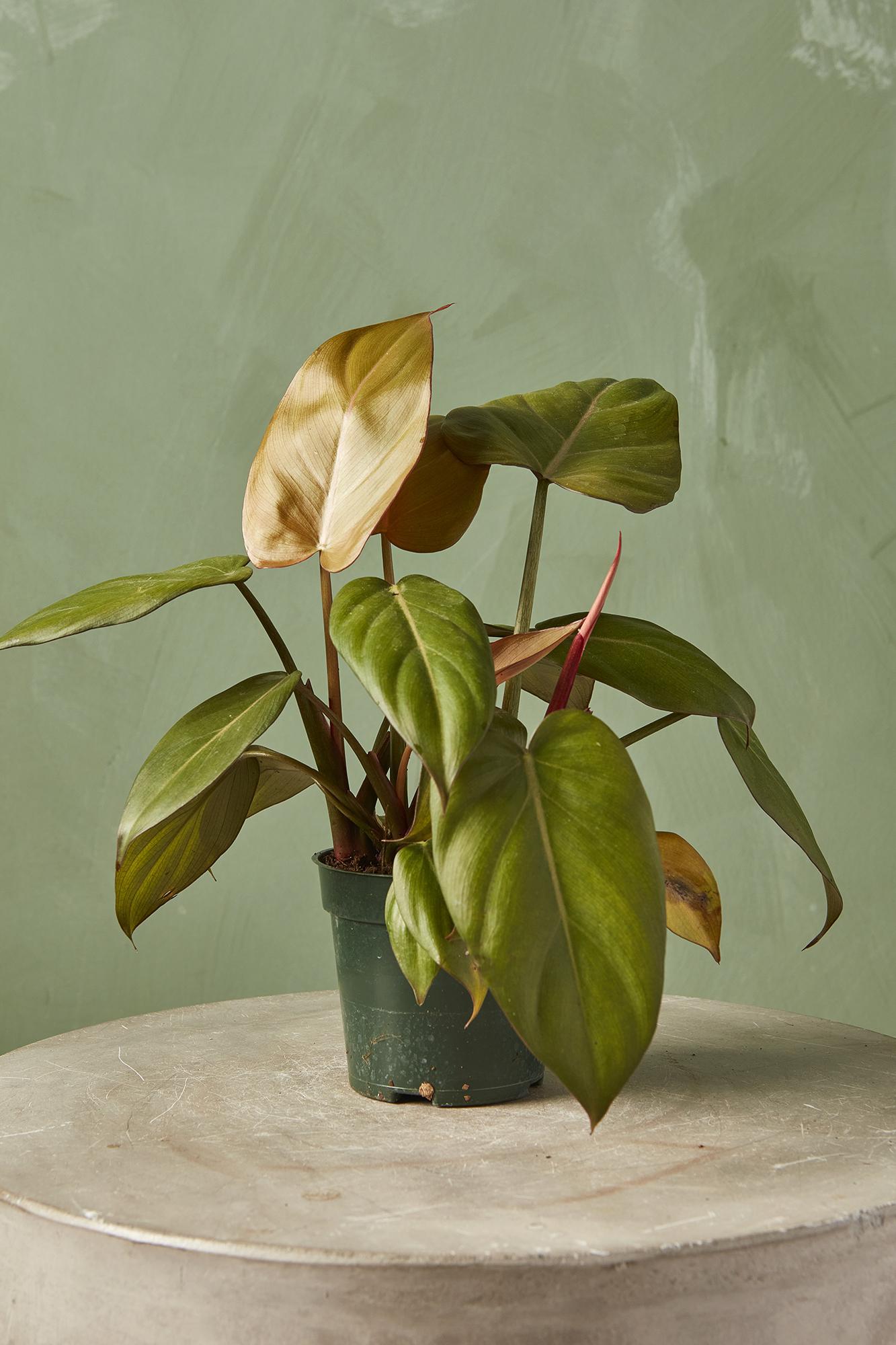 Philodendron 'Summer Glory'