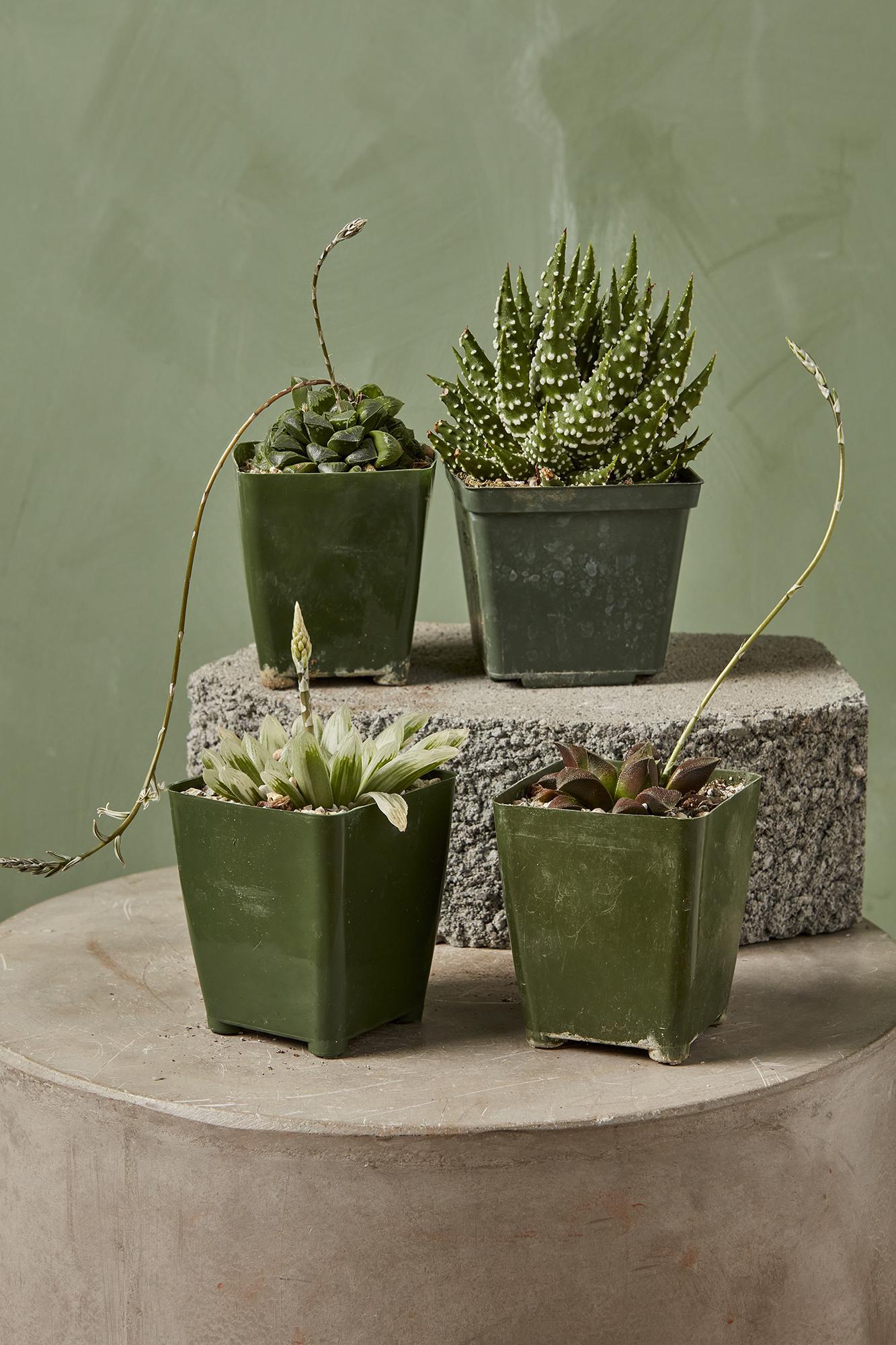 Assorted Haworthia
