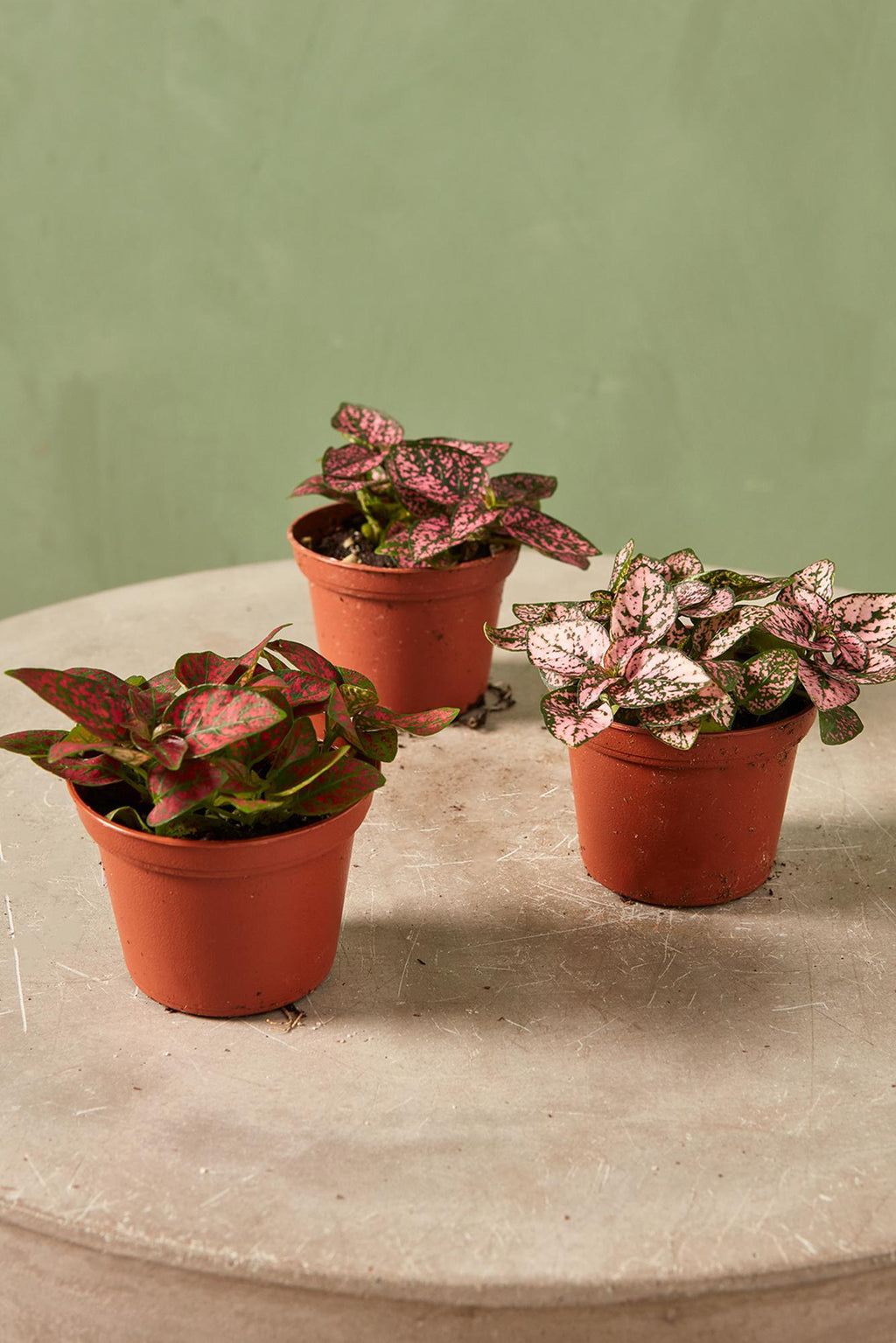 best pot for polka dot plant Polka Dot Plant