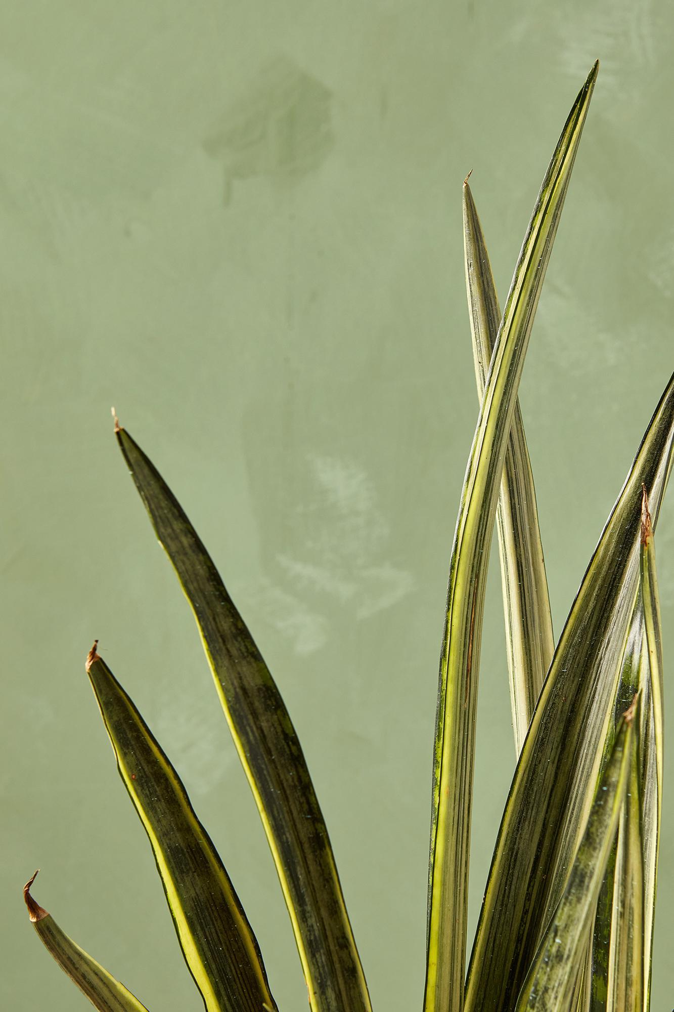Bantel's Sensation' Snake Plant