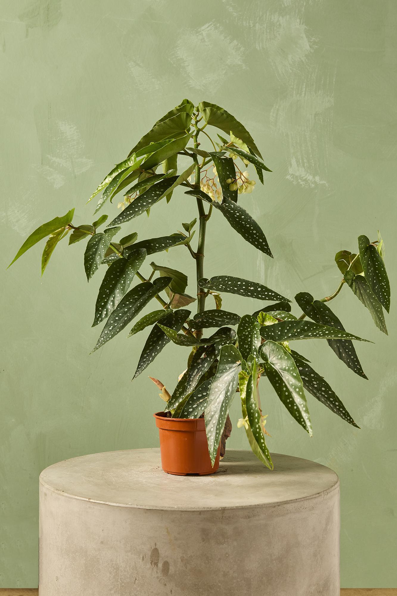 Begonia 'Tamaya'