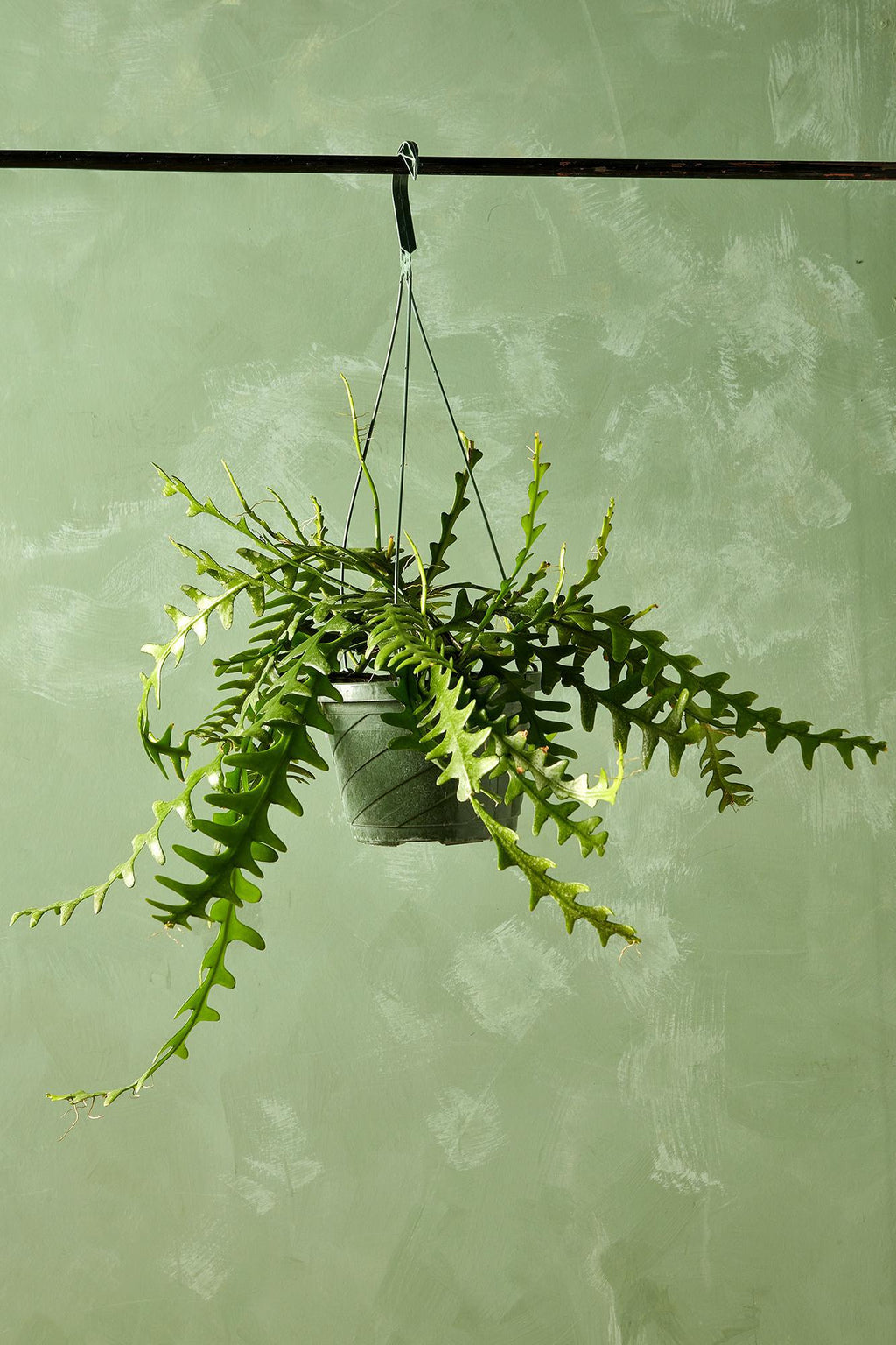 Ric Rac Cactus