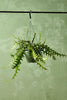 Ric Rac Cactus