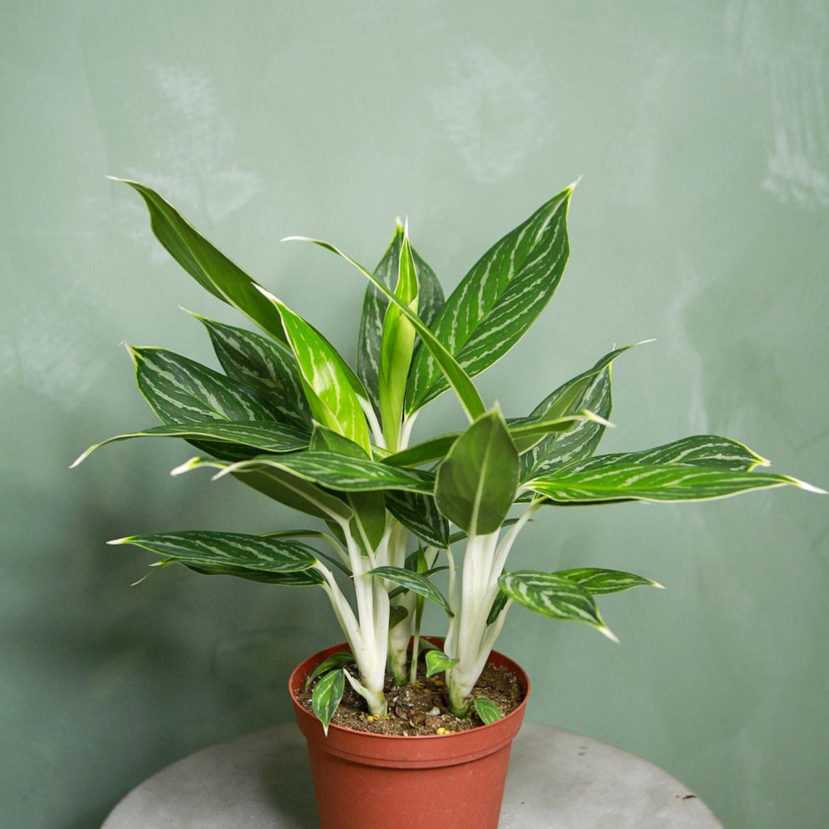 Aglaonema 'Snow White'
