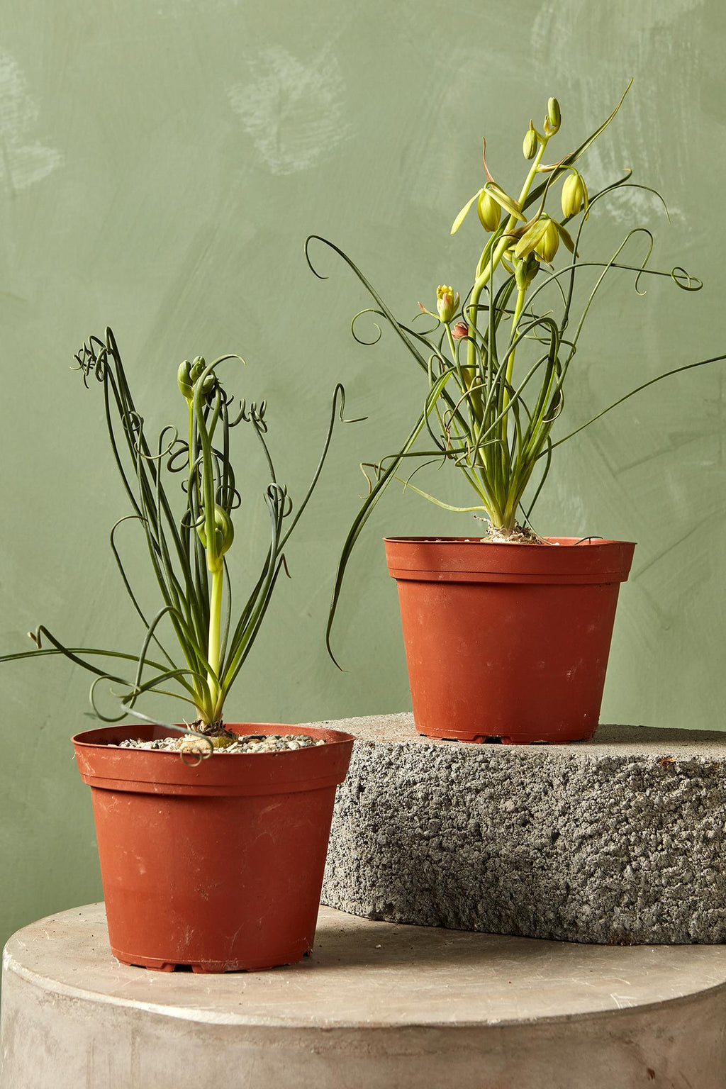 frizzle sizzle plant care indoors Frizzle Sizzle
