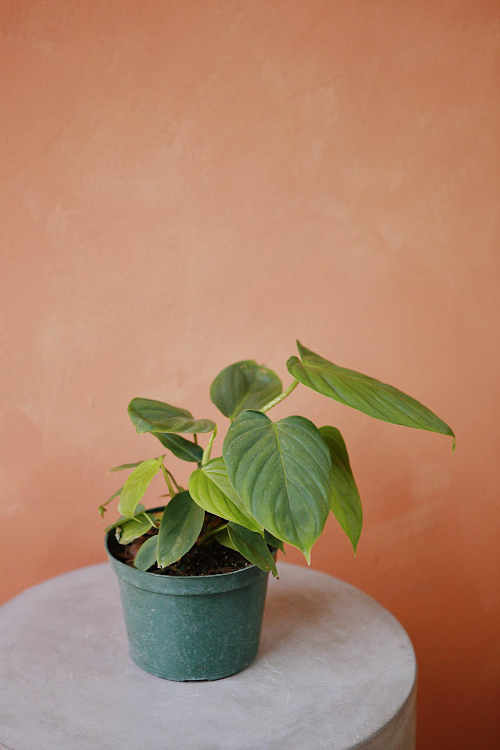 philodendron fuzzy petiole name Philodendron 'Fuzzy Petiole'