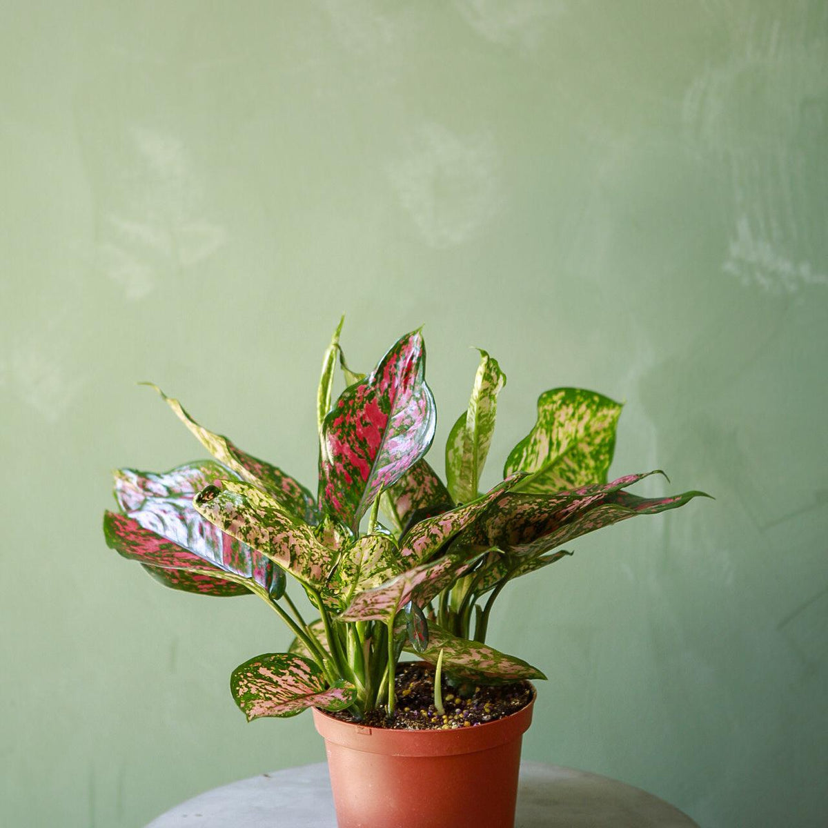aglaonema valentine flower Aglaonema 'Red Valentine'