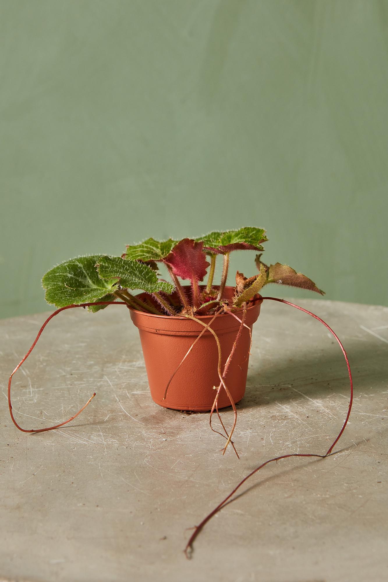 Strawberry Begonia