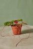 Strawberry Begonia