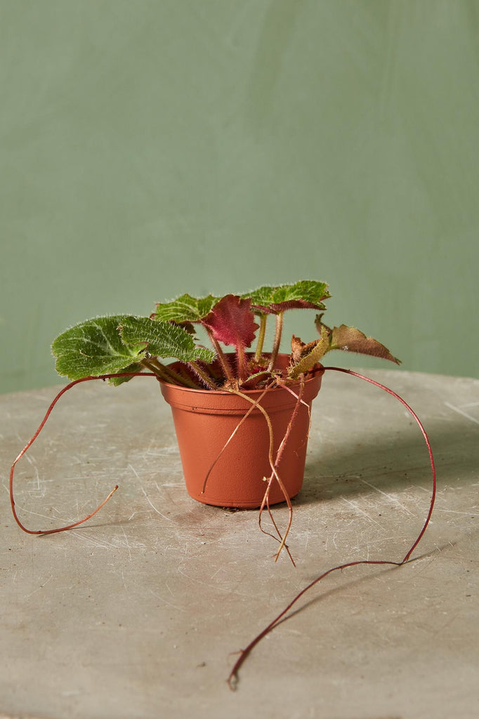Strawberry Begonia