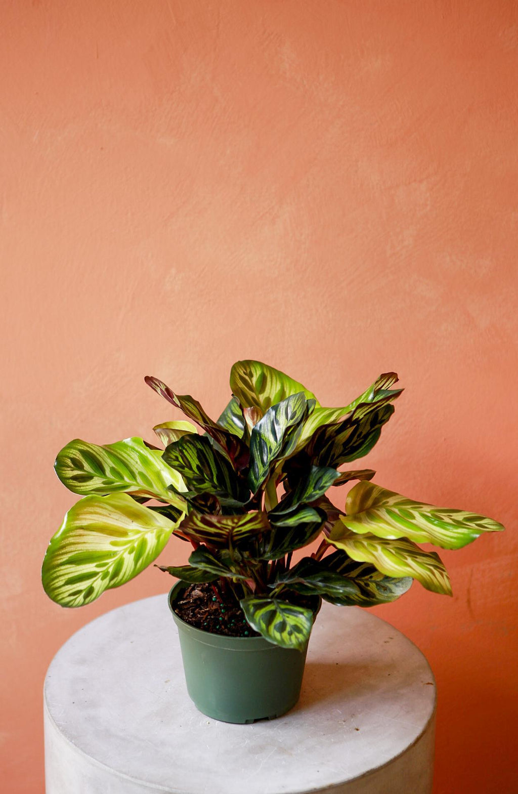 Peacock Calathea 6