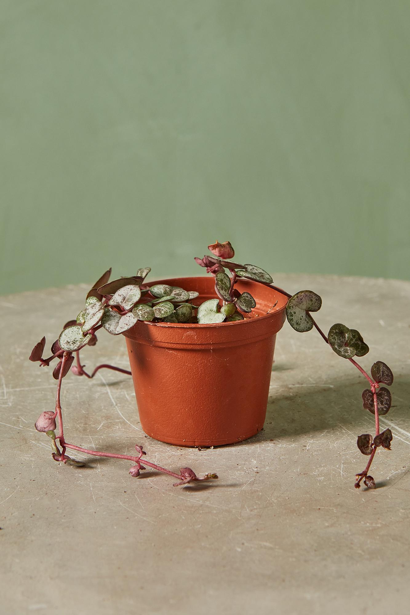 String of Hearts 'Silver Glory'