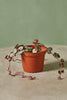 String of Hearts 'Silver Glory'