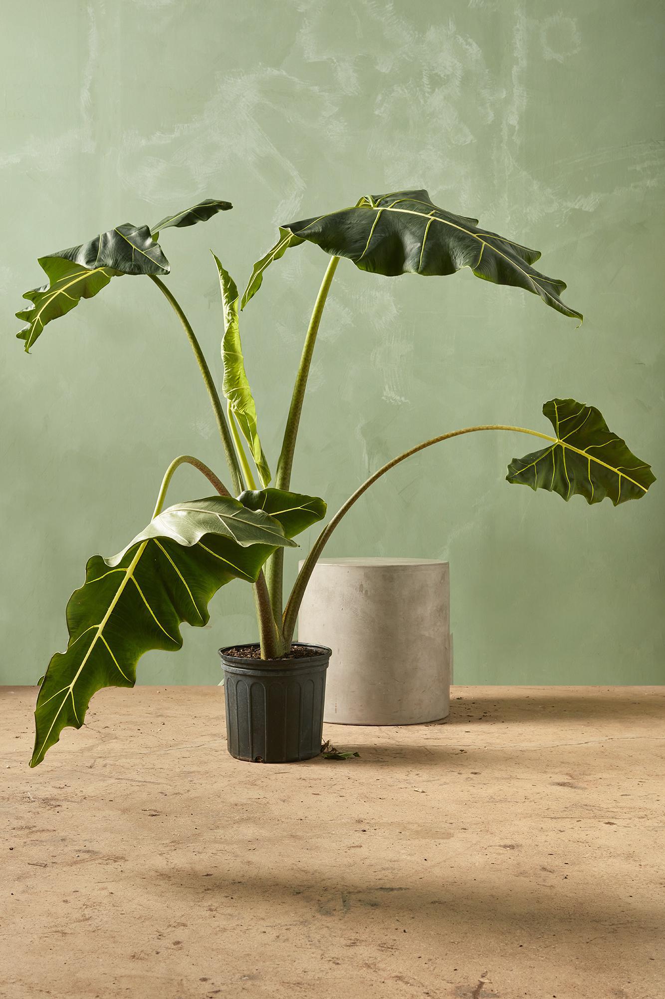 Alocasia 'Sarian'