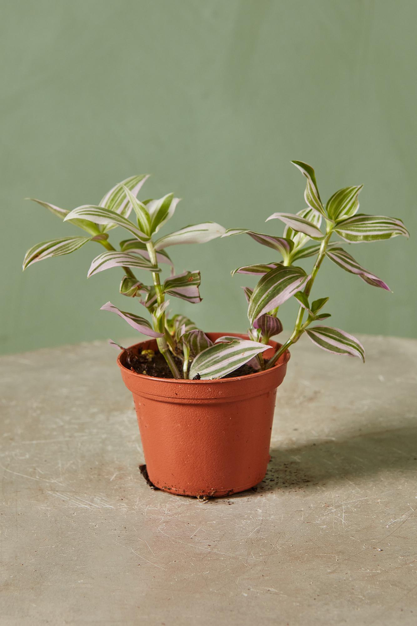 Tradescantia 'Lavendar'