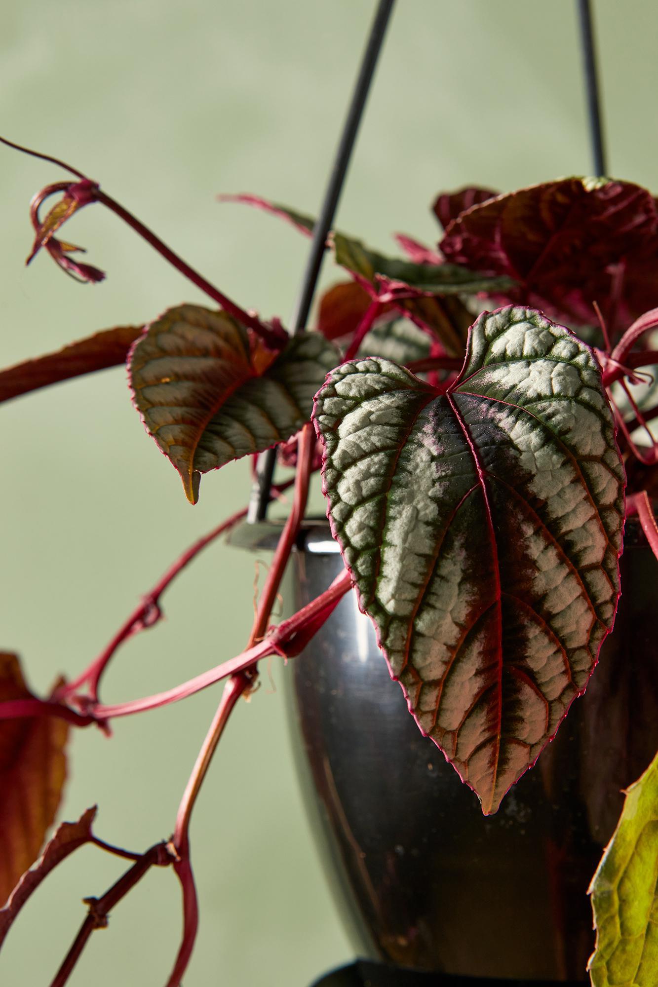 Cissus discolor