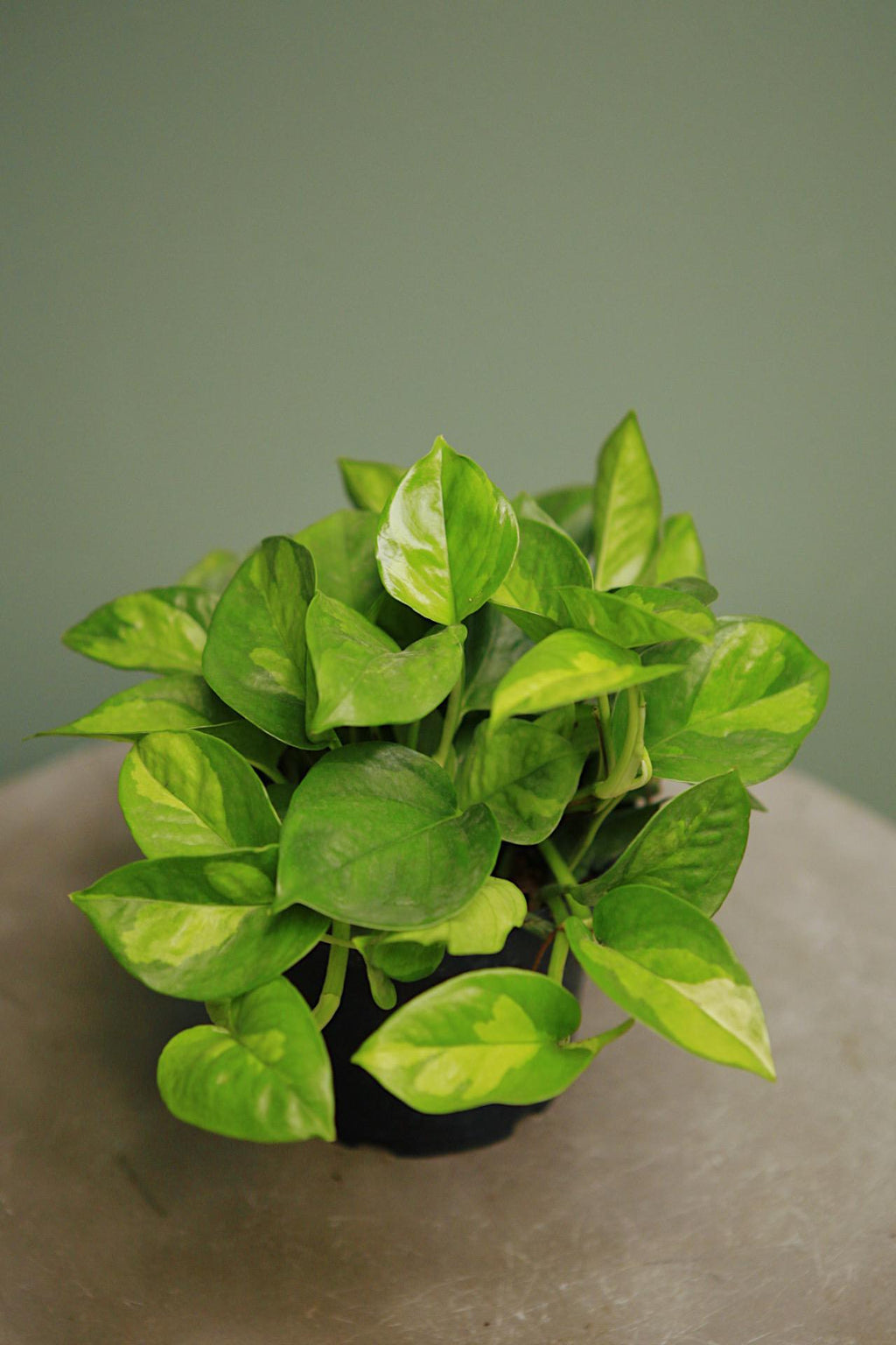 plain green pothos Global Green' Pothos