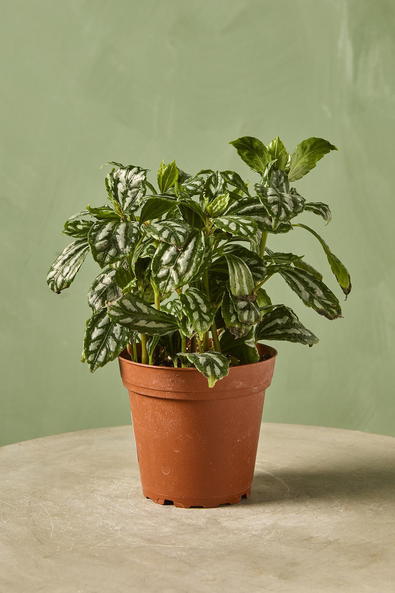 Aluminum Pilea