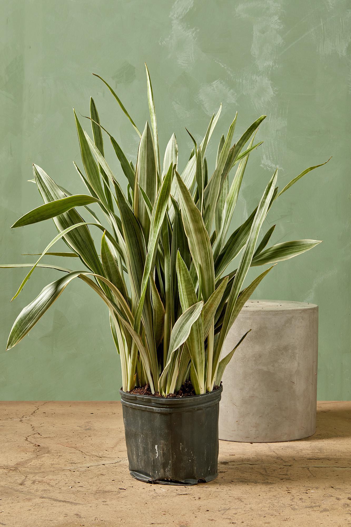 Snake Plant 'Sayuri'